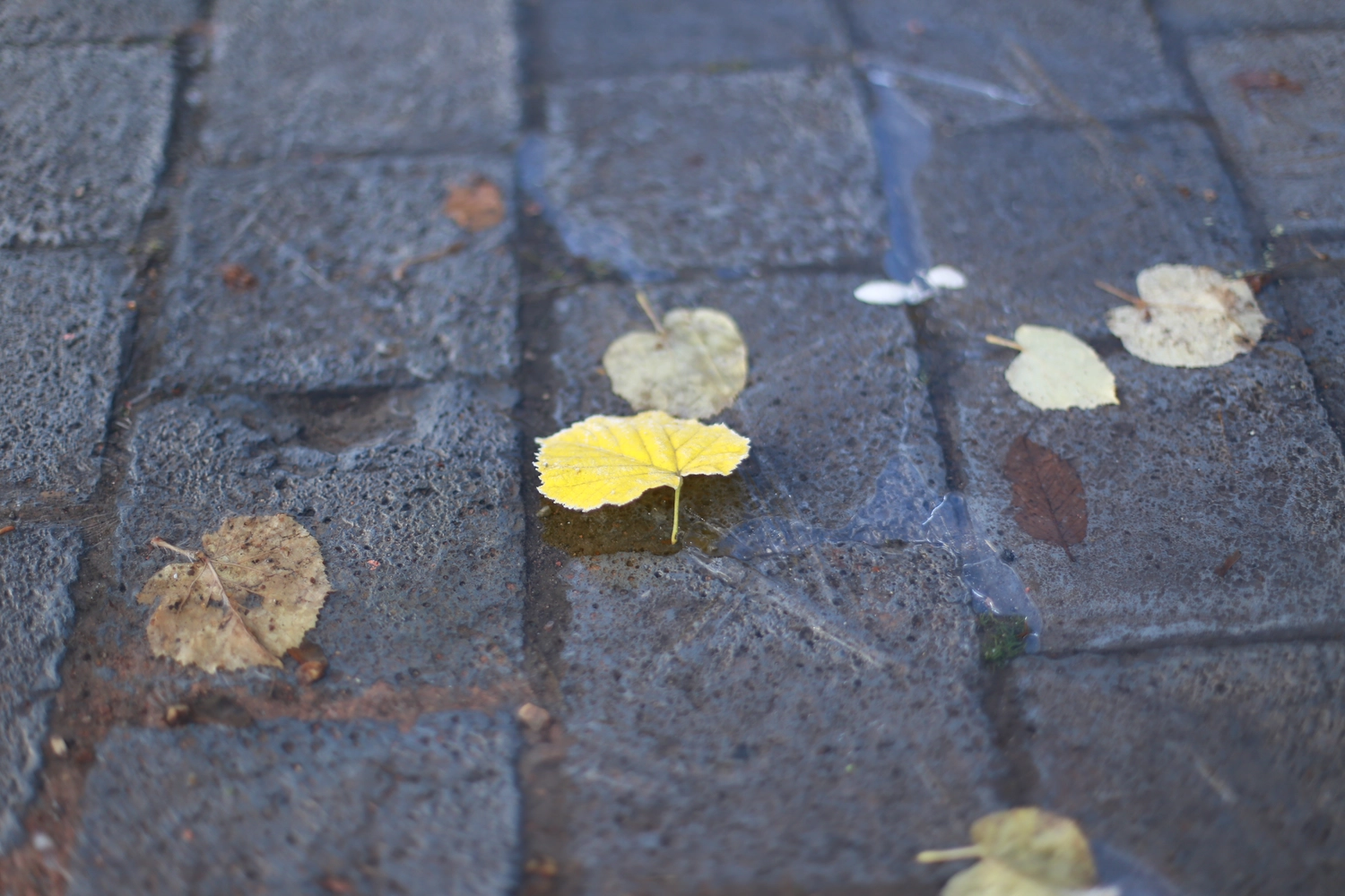 Steffotografie – Fotografie